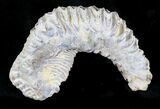 Cretaceous Fossil Oyster (Rastellum) - Madagascar #23603-1